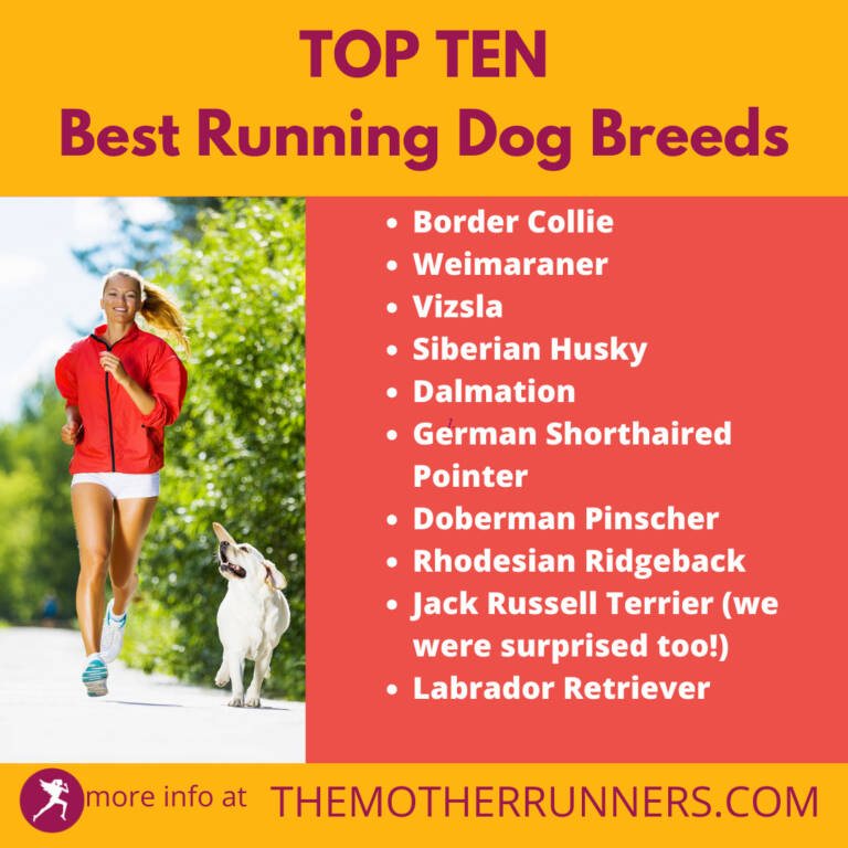 Top 10 Best Running Dog Breeds - The Mother Runners