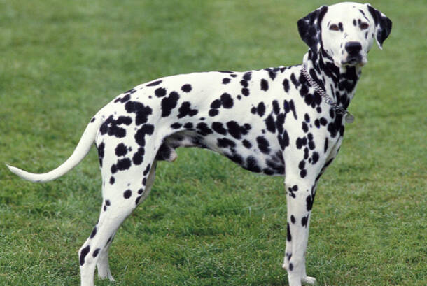 Top 10 Best Running Dog Breeds - The Mother Runners