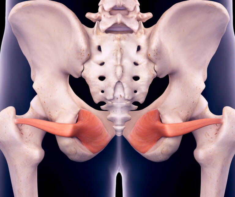 The Role of the Obturator Internus Muscle in Running - The Mother Runners