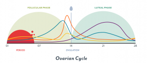 menstrual cycle phases