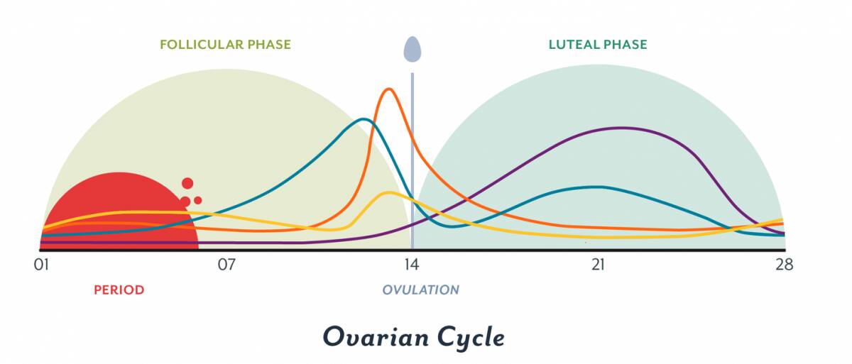 The phases of the menstrual cycle