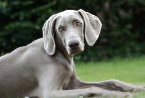 Weimaraners