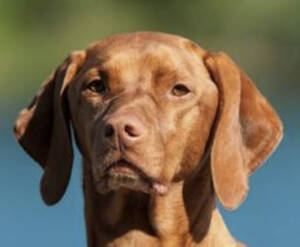 Vizsla