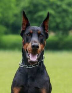 Doberman Pinscher 