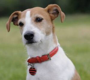 Jack Russell Terrier