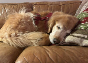 Rooney, a golden sleeping on the couch