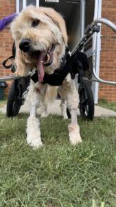 Riley learning how to walk again in a cart